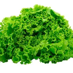 LECHUGA HIDROPONICA VERDE UNIDAD