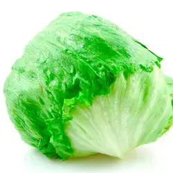 LECHUGA ESCAROLA UNIDAD