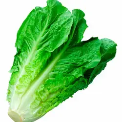 LECHUGA COSTINA UNID